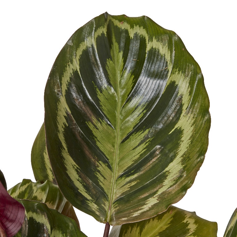 Calathea Medallion, in ghiveci, 14 cm