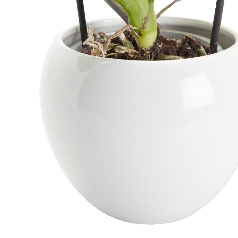 Orhidee alba, in ghiveci, 14 cm