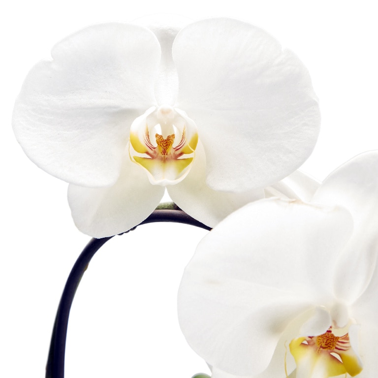 Orhidee alba, in ghiveci, 14 cm