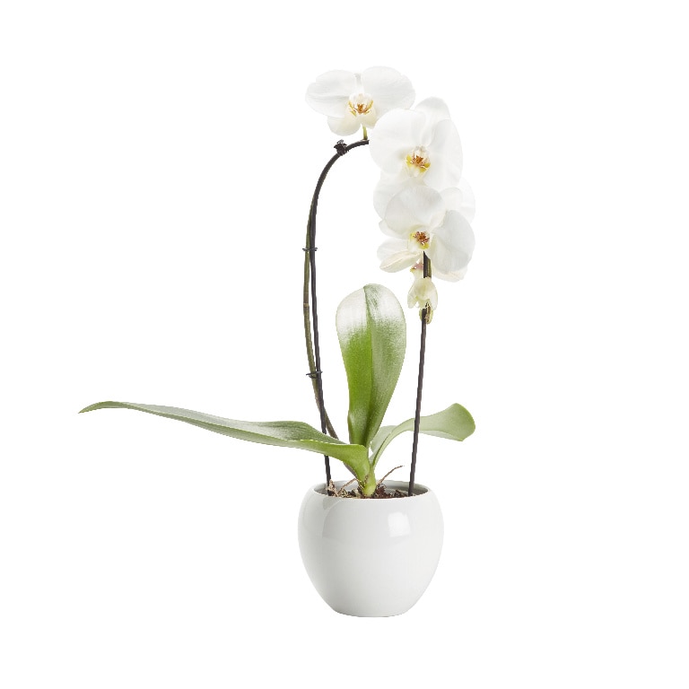Orhidee alba, in ghiveci, 14 cm