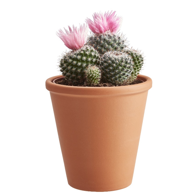 Cactus cu flori artificiale, in ghiveci, 8 cm