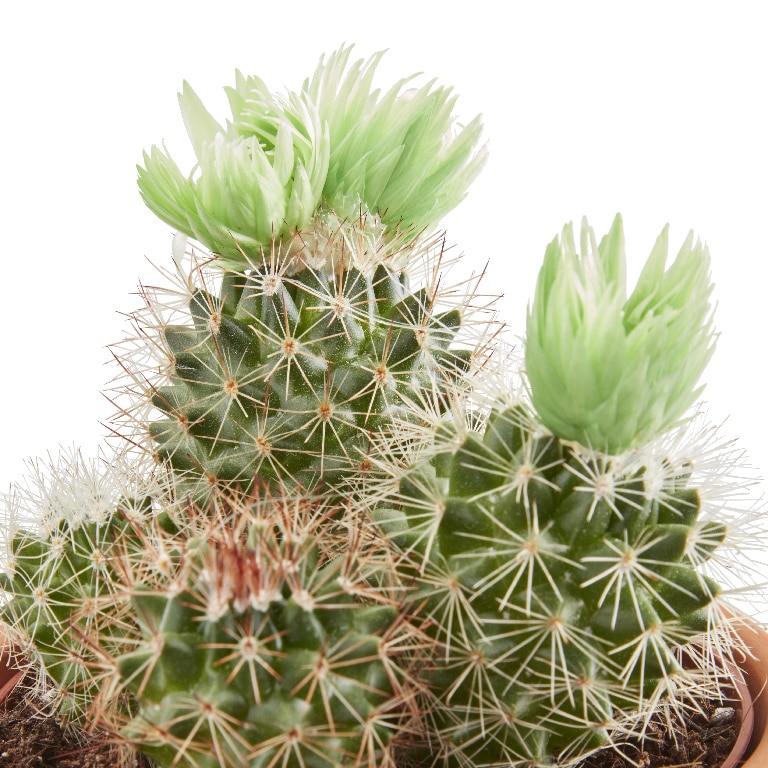 Cactus cu flori artificiale, in ghiveci, 8 cm