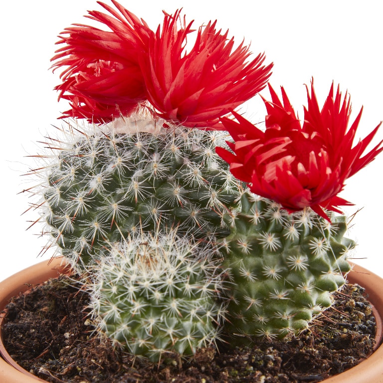 Cactus cu flori artificiale, in ghiveci, 8 cm