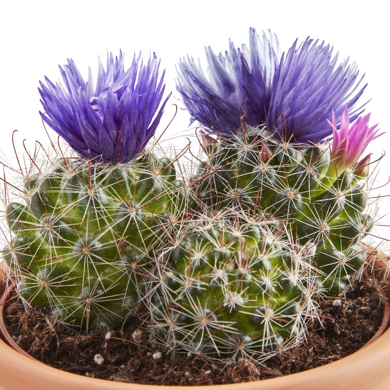 Cactus cu flori artificiale, in ghiveci, 8 cm