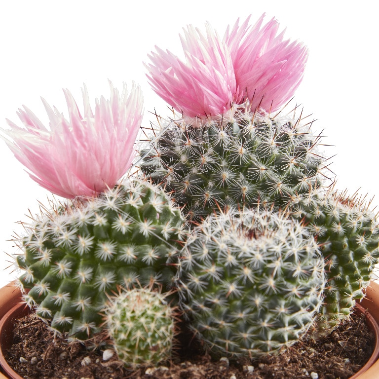 Cactus cu flori artificiale, in ghiveci, 8 cm