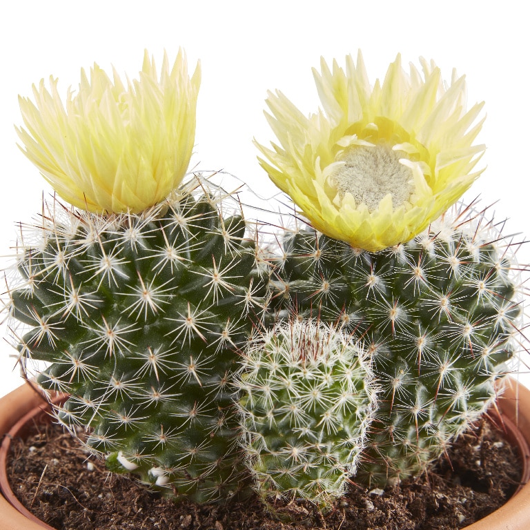 Cactus cu flori artificiale, in ghiveci, 8 cm