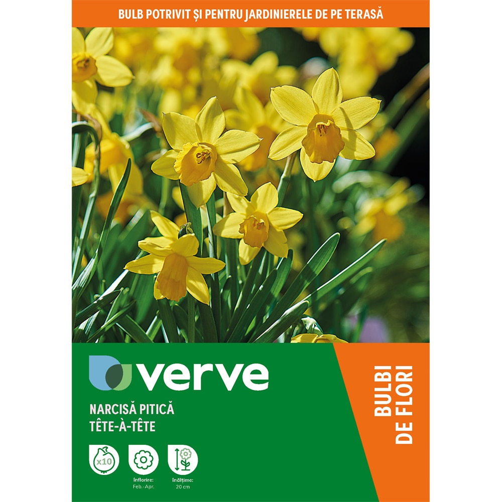 Bulbi VERVE Narcisa Tete a Tete, 10 bucati, galben