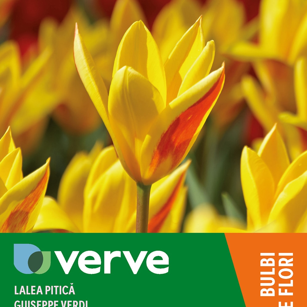 Bulbi VERVE Lalea Giusepppe Verdi, 8 bucati, galben