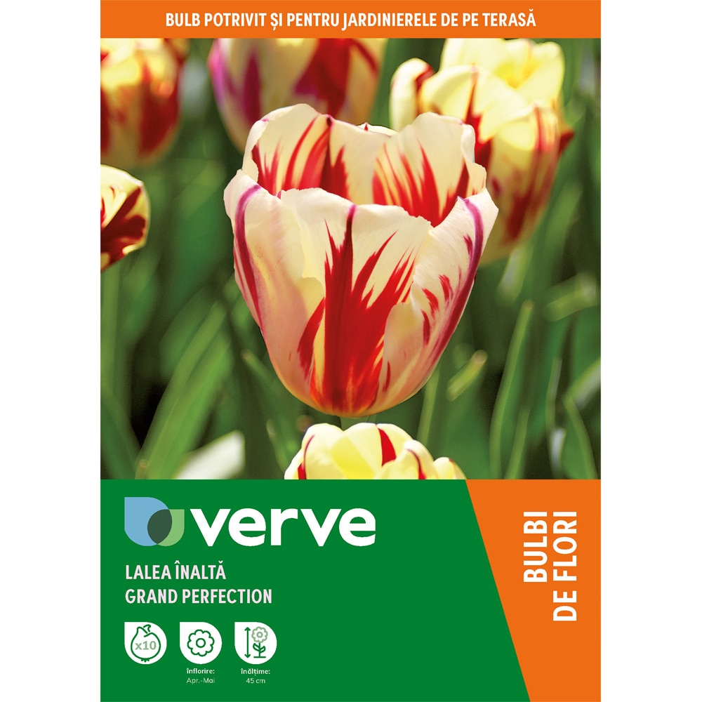 Bulbi VERVE Lalea, 8 bucati, mov
