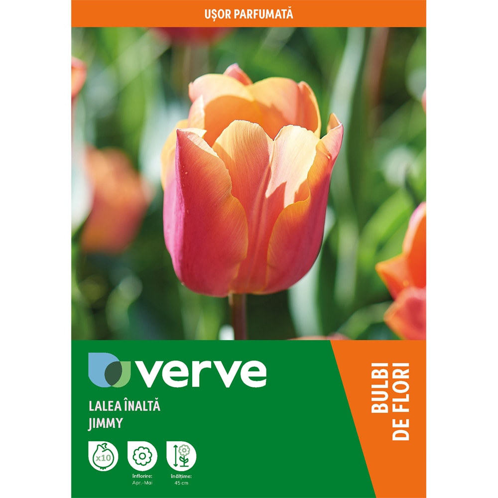 Bulbi VERVE Lalea, 8 bucati, portocaliu