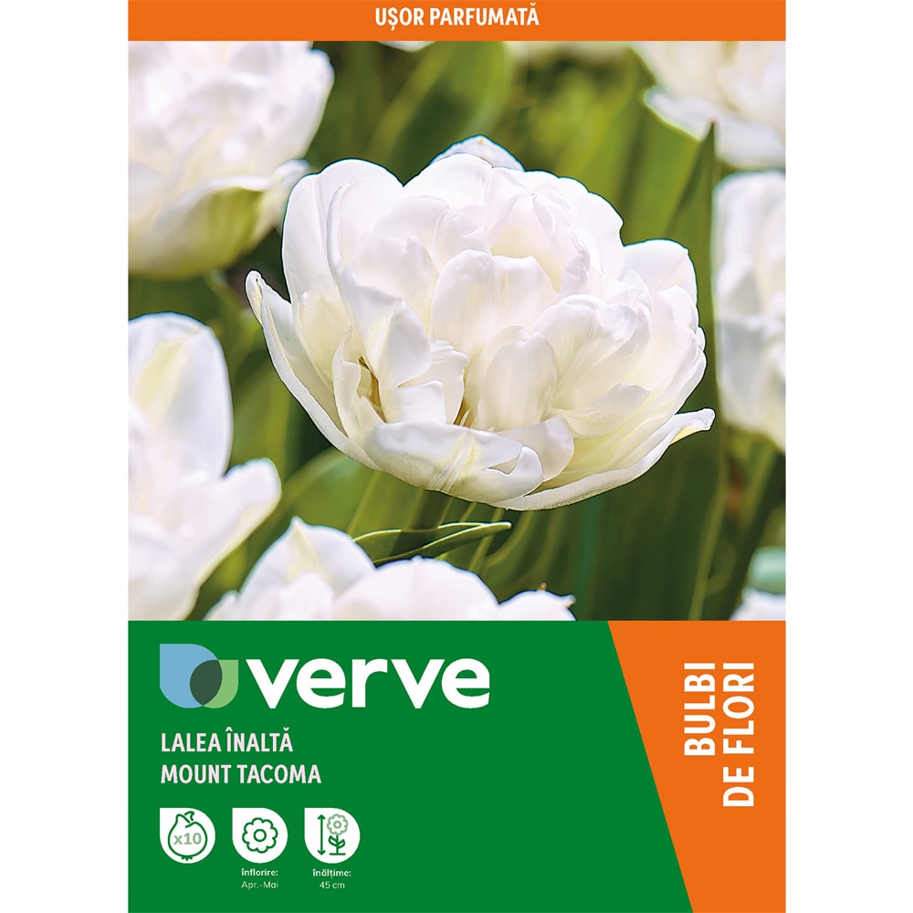 Bulbi VERVE Lalea Mount Tacoma, 8 bucati, alb