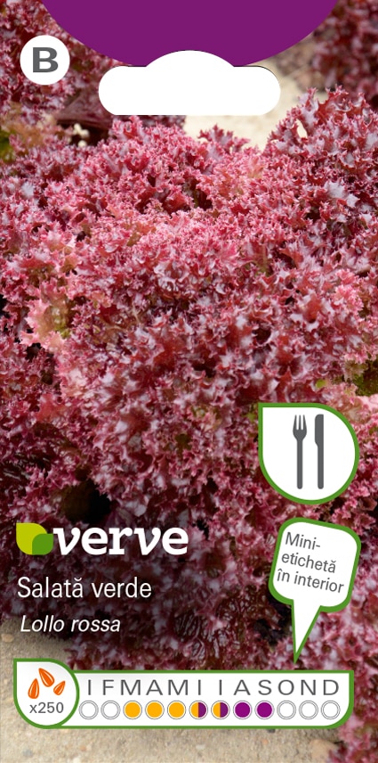 Semințe de salată verde roșie cu frunze desfăcute
