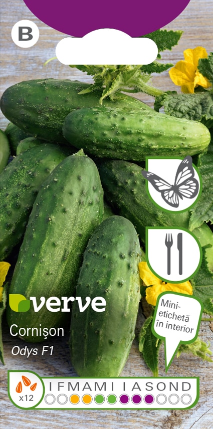 Semințe de cornișon Odys