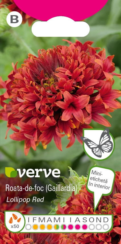 Seminte roata-de-foc (gaillardia) • Verve