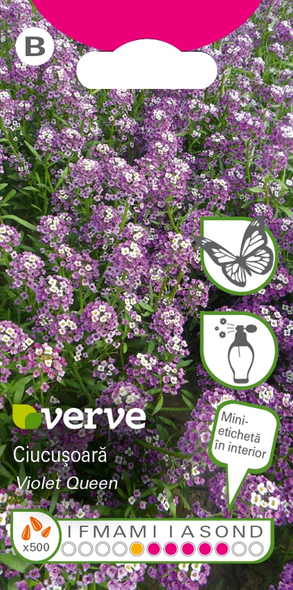Seminte flori ciucusoara violeta • Verve