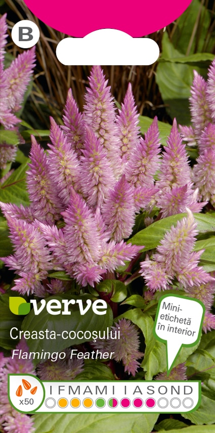 Seminte creasta-cocosului roz • Verve