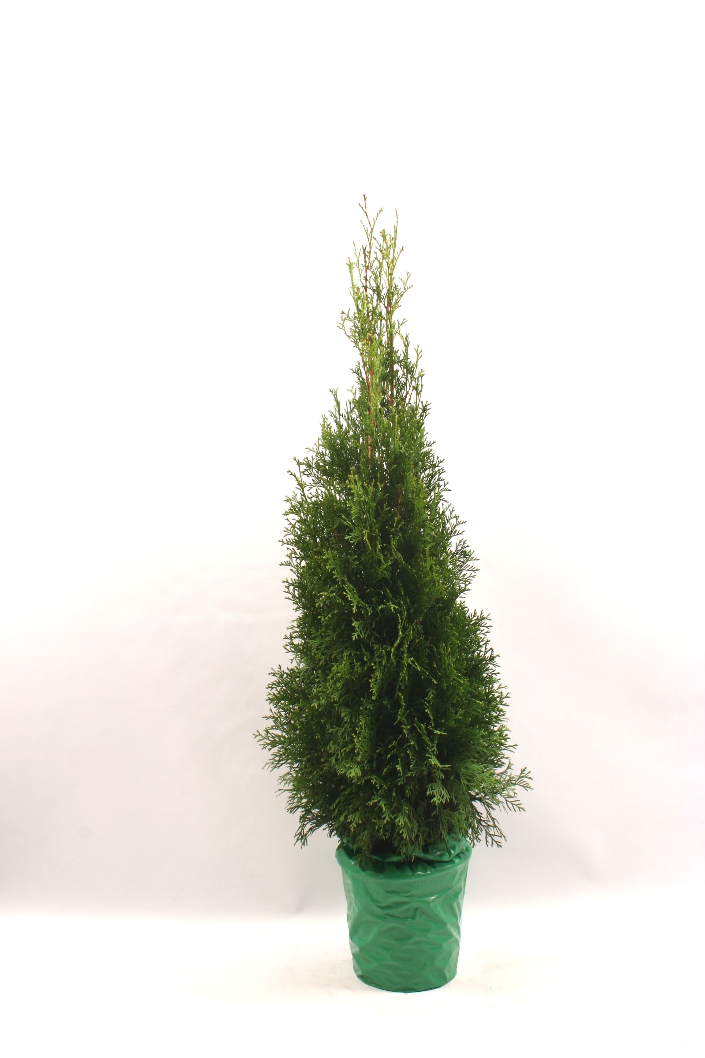 Thuja Occidentalis Smaragd, inaltime 80-100 cm