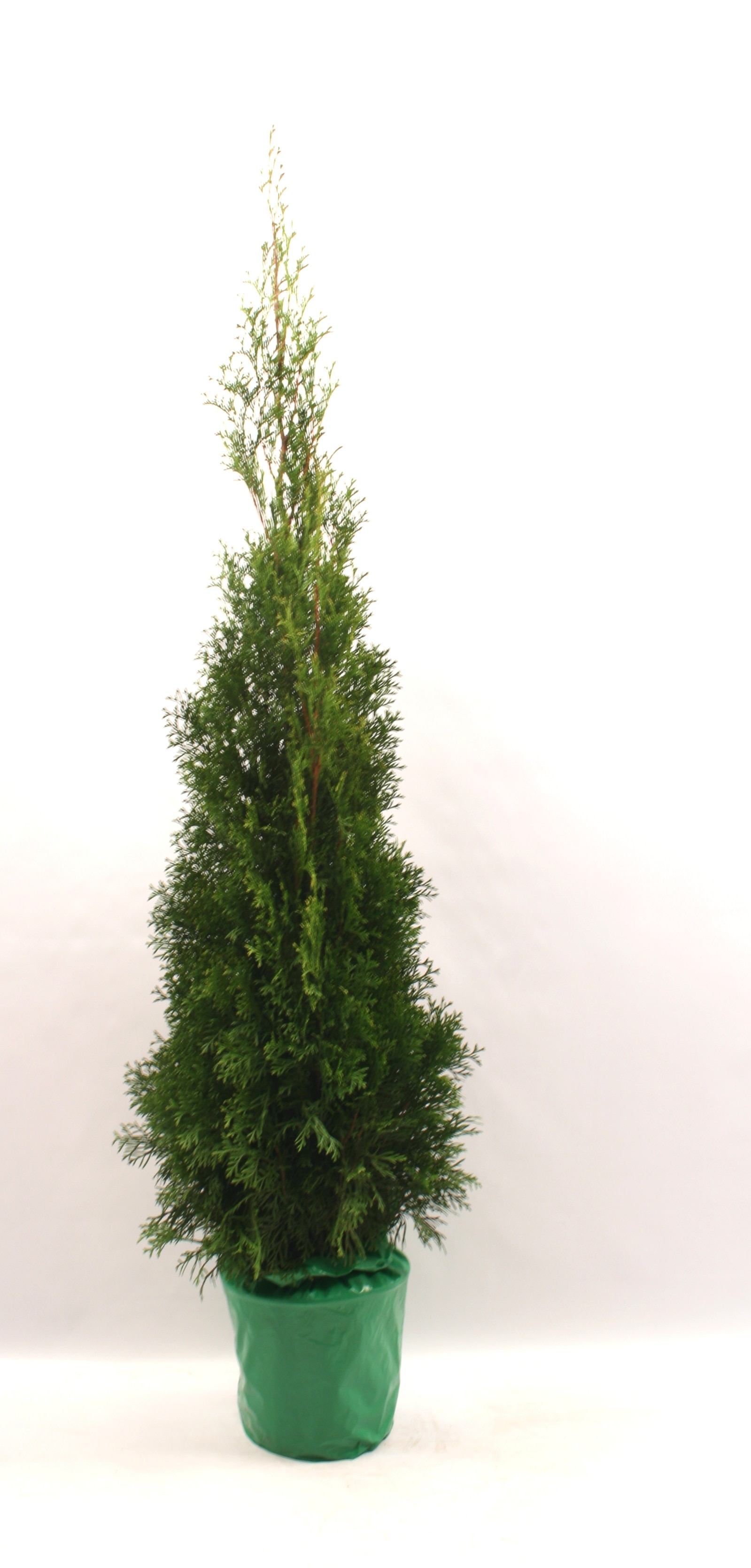 Thuja Occidentalis Smaragd, inaltime 80-100 cm