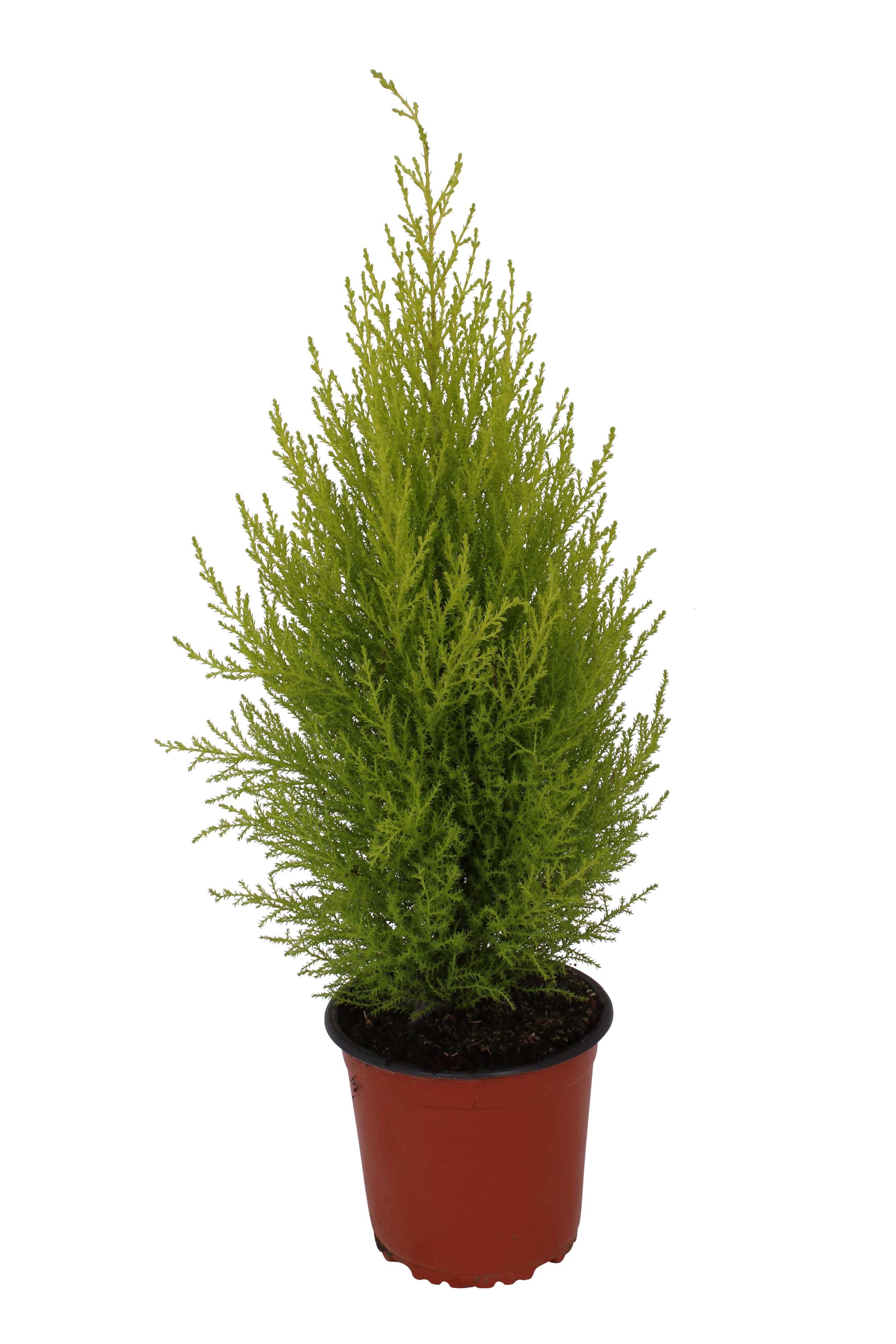 Thuja, in ghiveci, 50 - 65 cm