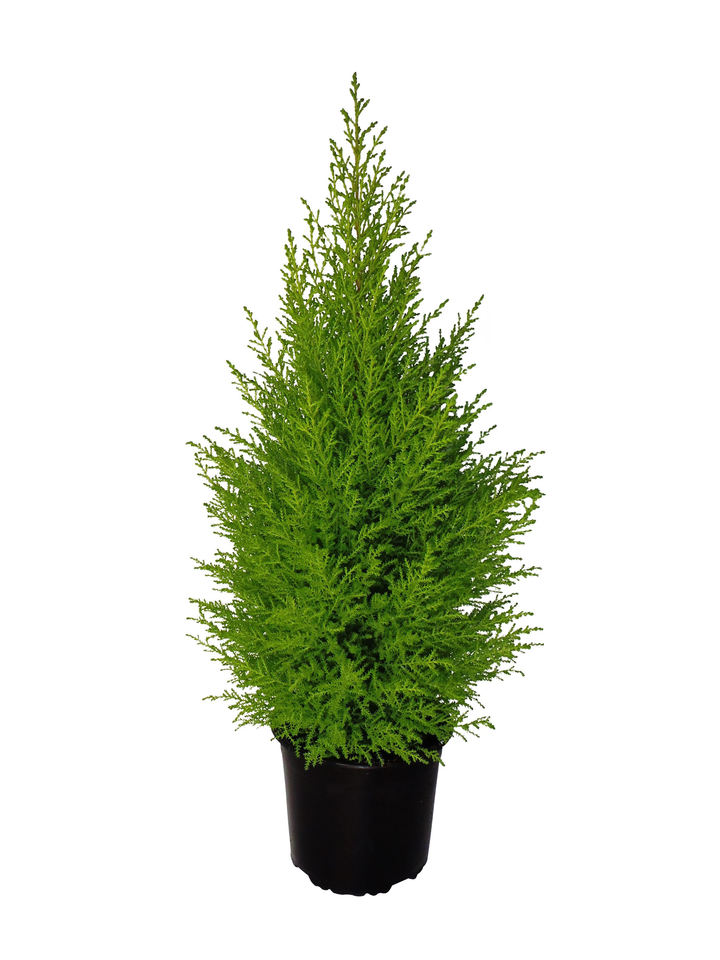 Conifer Thuja, 65 cm  Cupressus Goldcrest Wilma