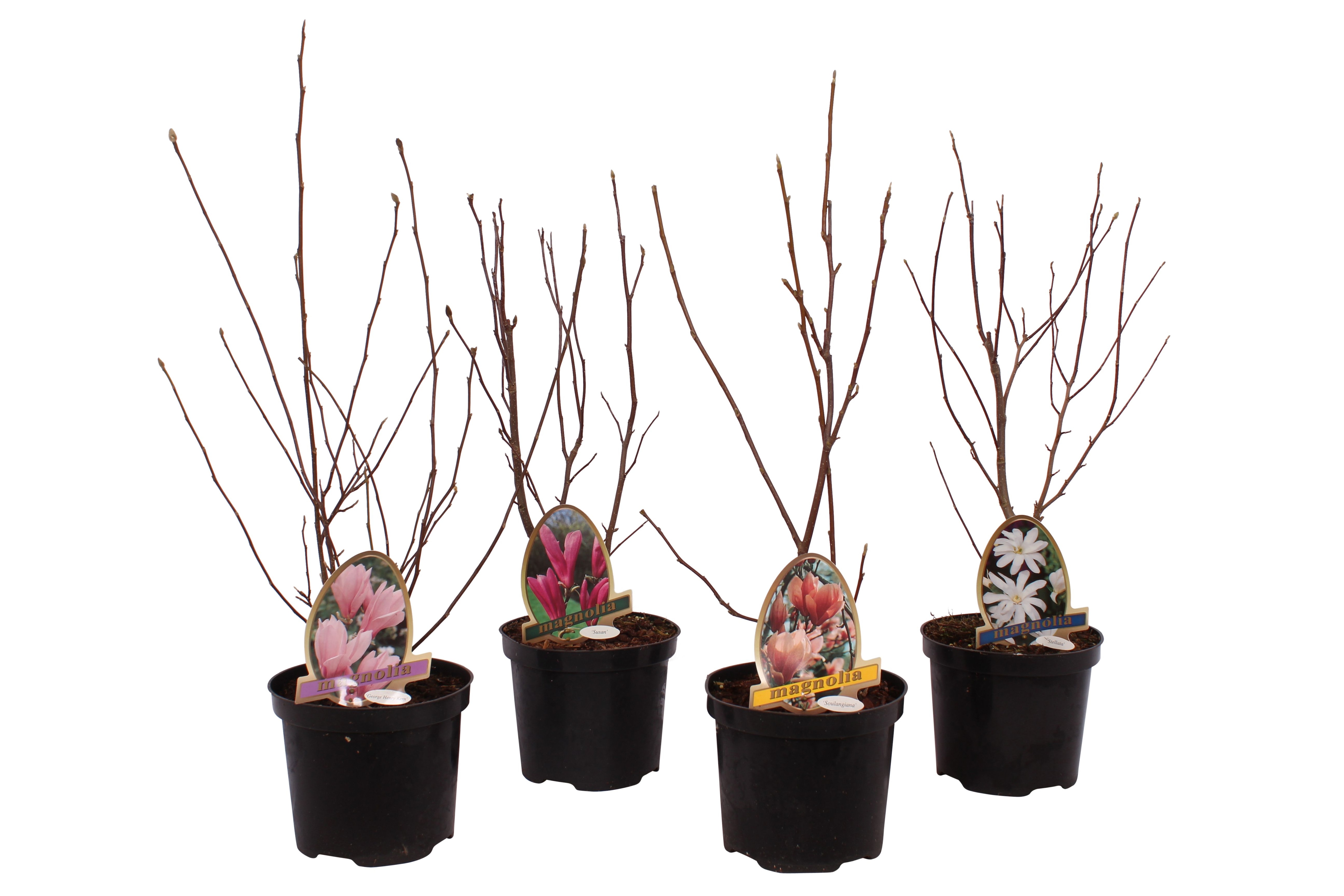 Mix magnolie, 50-70 cm