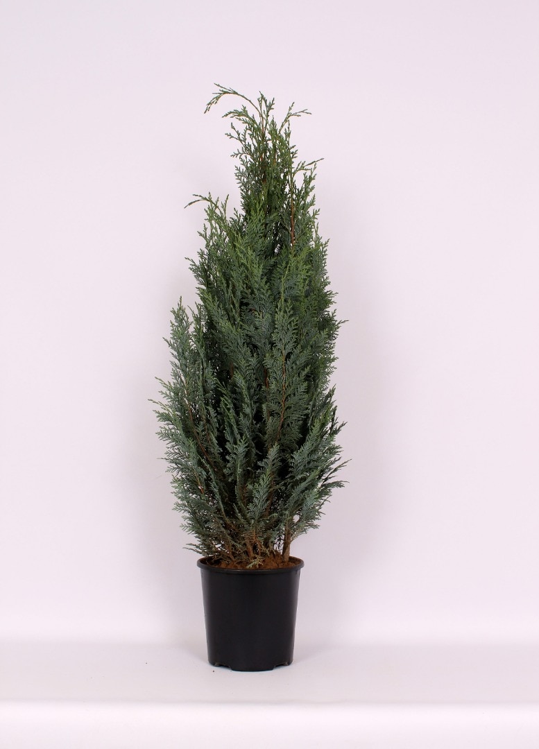 Thuja Chamaecyparis Columnaris (Arbore conifer) in ghiveci de plastic, inaltime medie 80-100 cm