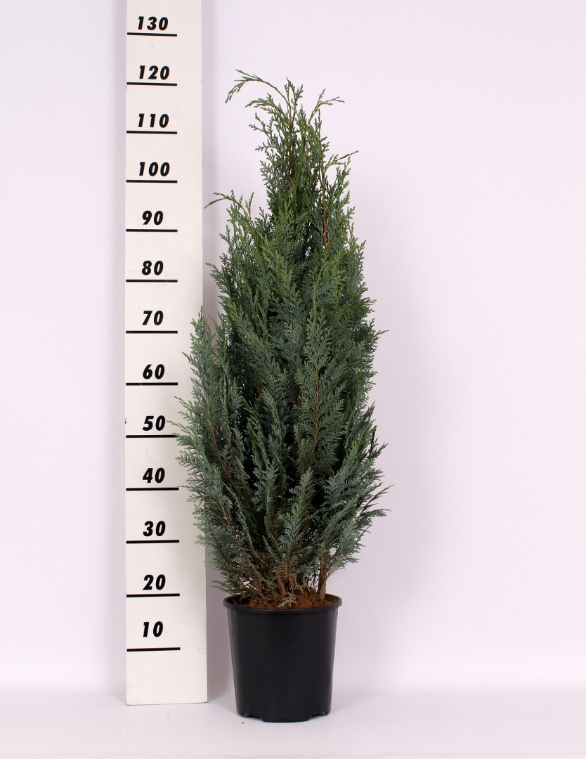 Thuja Chamaecyparis Columnaris (Arbore conifer) in ghiveci de plastic, inaltime medie 80-100 cm