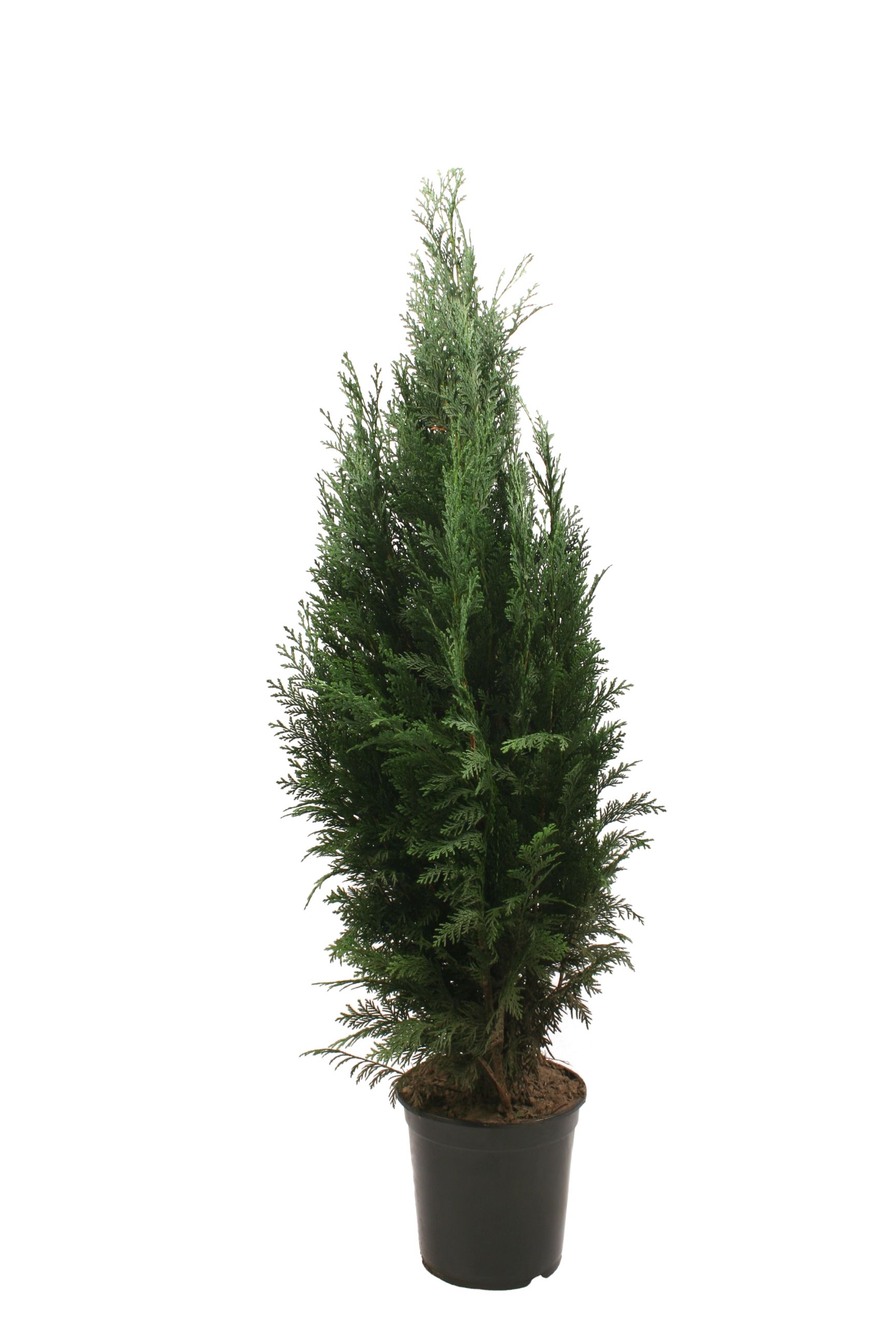 Thuja Chamaecyparis Columnaris (Arbore conifer) in ghiveci de plastic, inaltime medie 80-100 cm