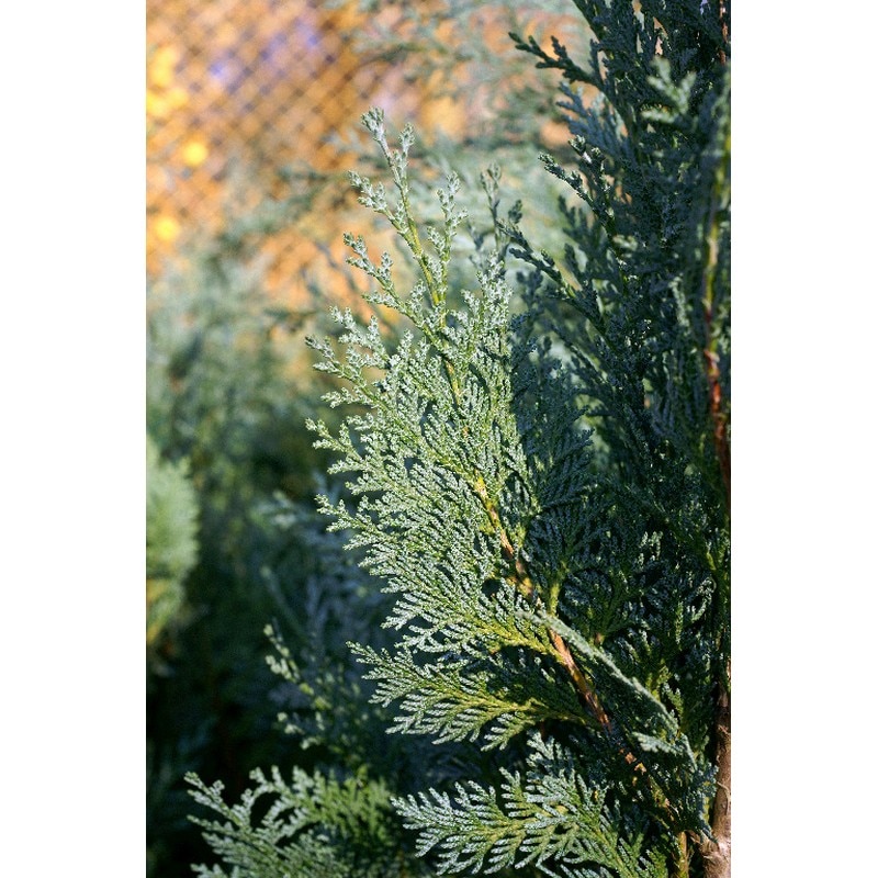 Thuja Chamaecyparis Columnaris (Arbore conifer) in ghiveci de plastic, inaltime medie 80-100 cm