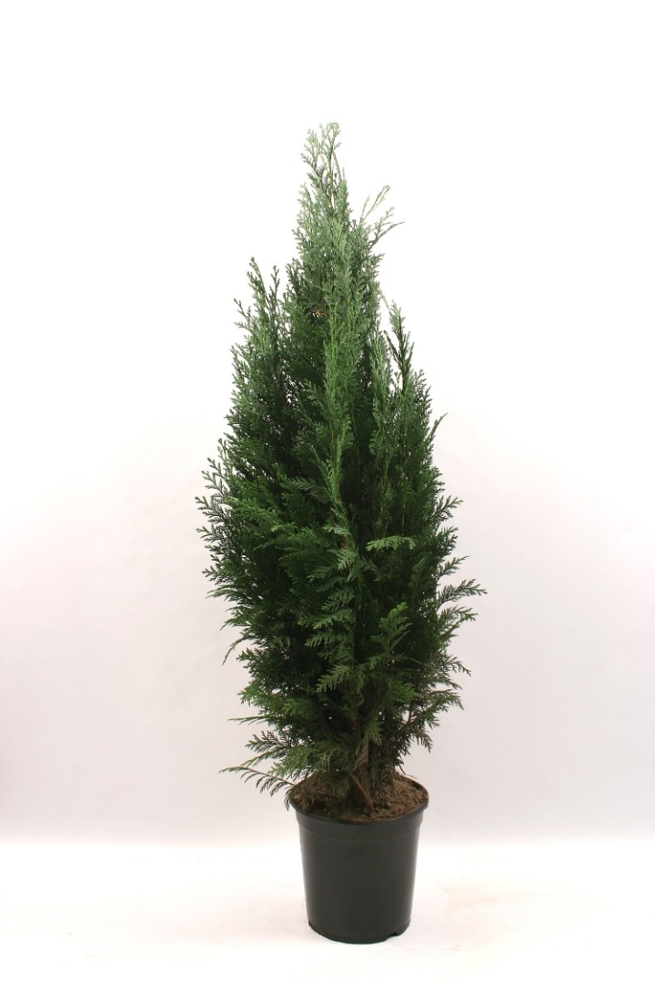 Thuja Chamaecyparis Columnaris (Arbore conifer) in ghiveci de plastic, inaltime medie 100-120 cm