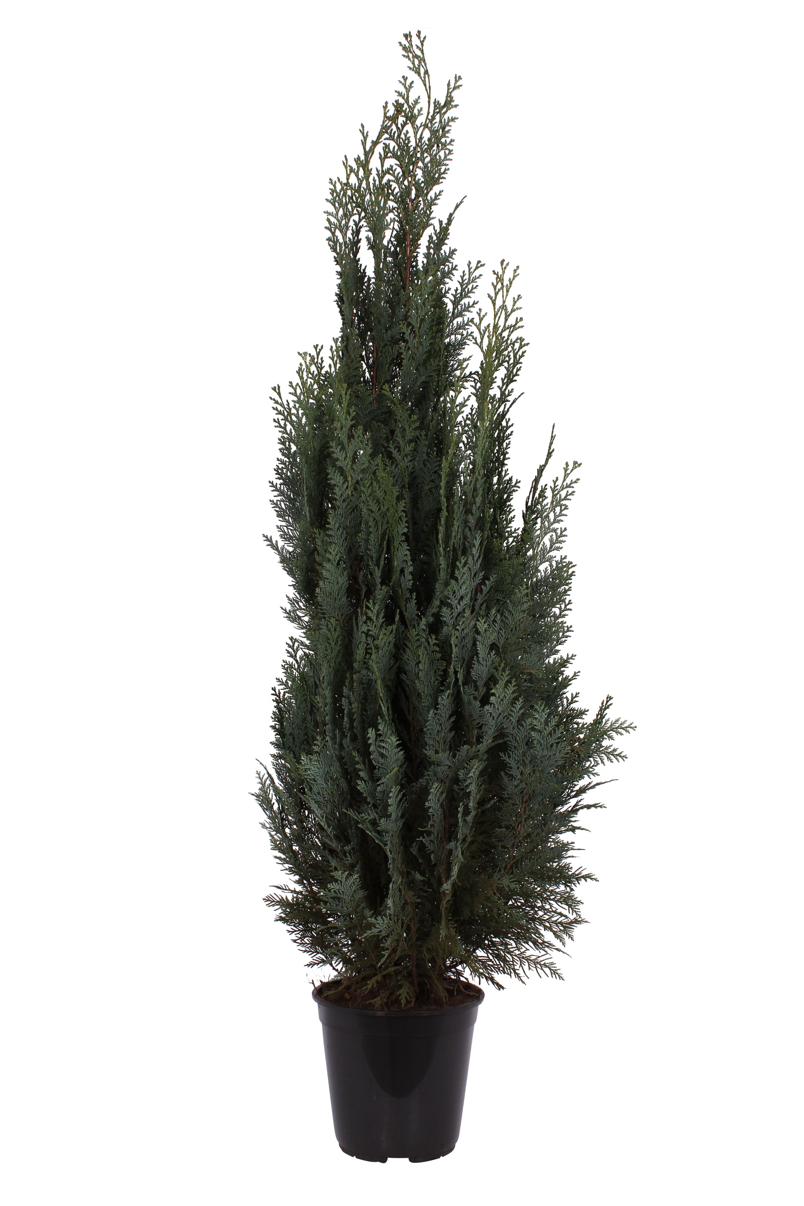 Thuja Chamaecyparis Columnaris (Arbore conifer) in ghiveci de plastic, inaltime medie 100-120 cm