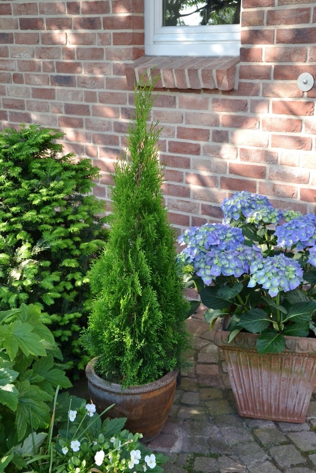 Thuja Smaragd (Arbore conifer) in ghiveci de plastic, inaltime medie 80-100 cm