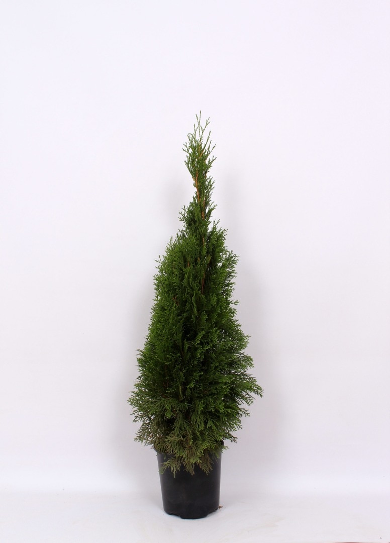 Thuja Smaragd (Arbore conifer) in ghiveci de plastic, inaltime medie 80-100 cm