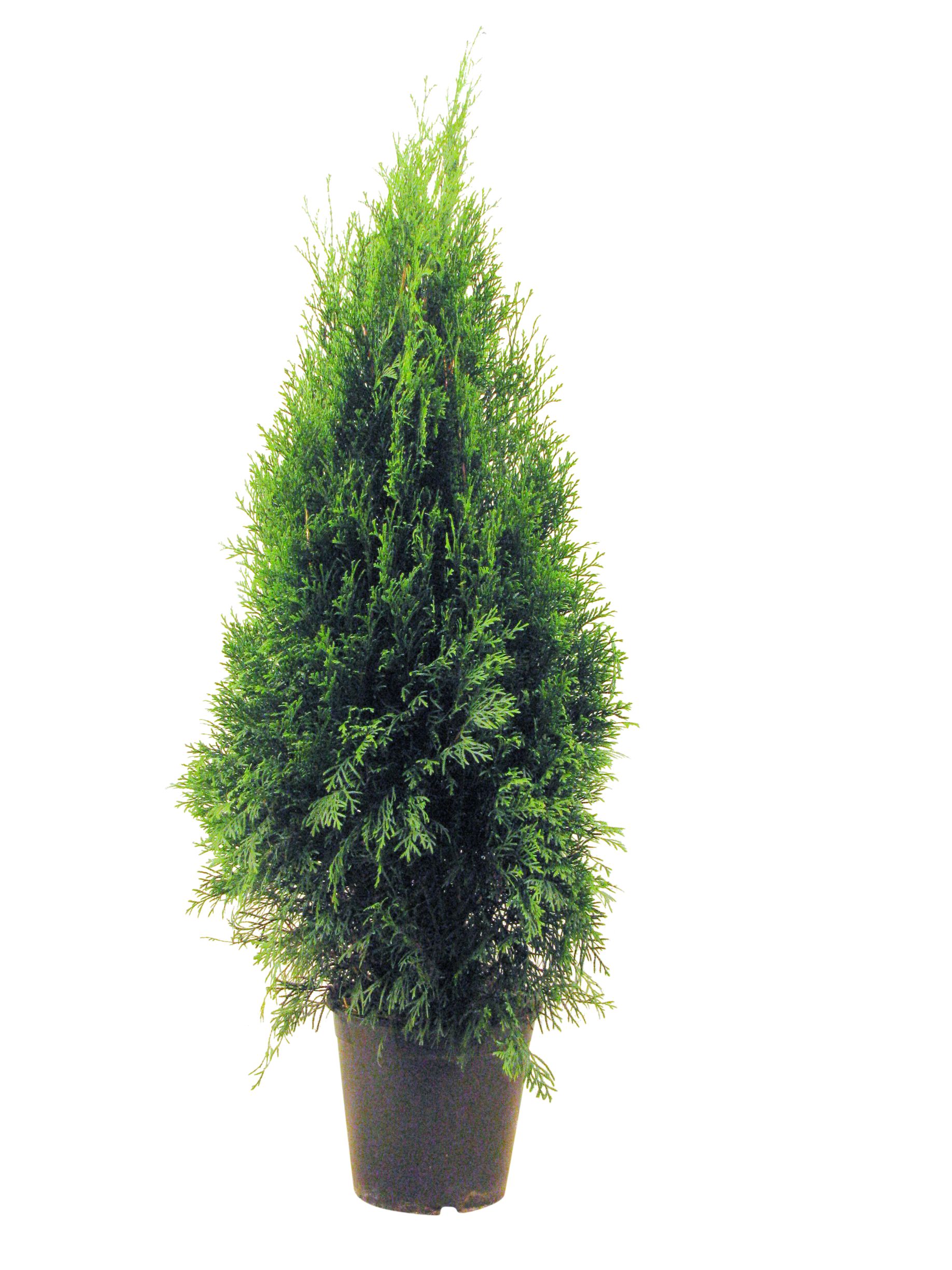 Thuja Smaragd (Arbore conifer) in ghiveci de plastic, inaltime medie 80-100 cm