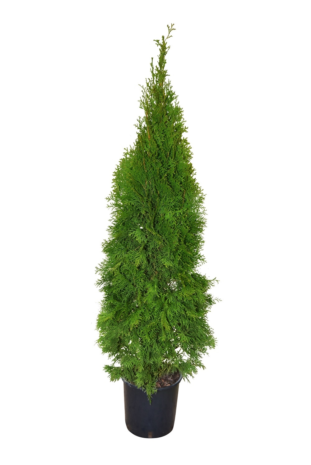 Thuja Smaragd (Arbore conifer) in ghiveci de plastic, inaltime medie 100-120 cm