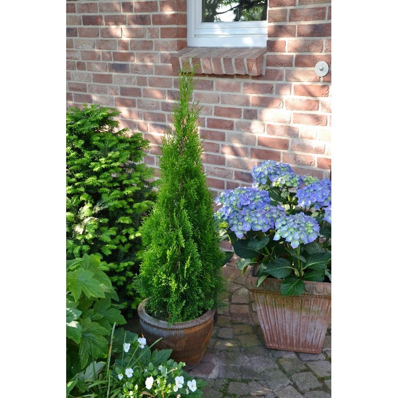 Thuja Smaragd (Arbore conifer) in ghiveci de plastic, inaltime medie 100-120 cm