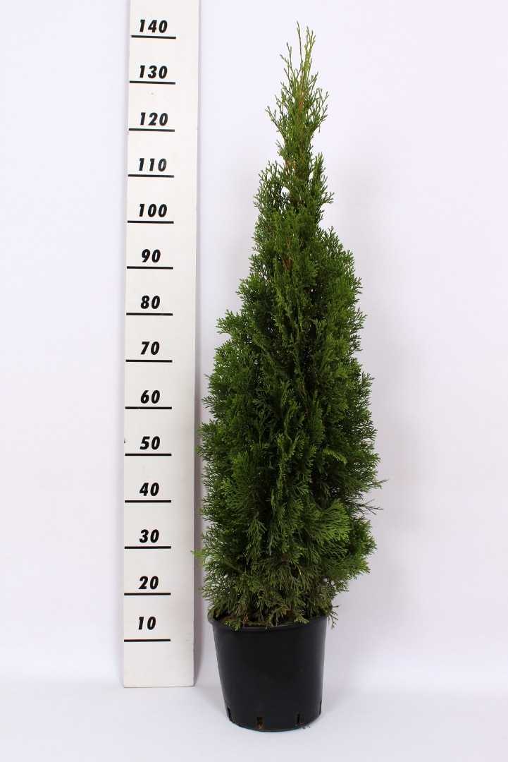 Thuja Smaragd (Arbore conifer) in ghiveci de plastic, inaltime medie 120-140 cm