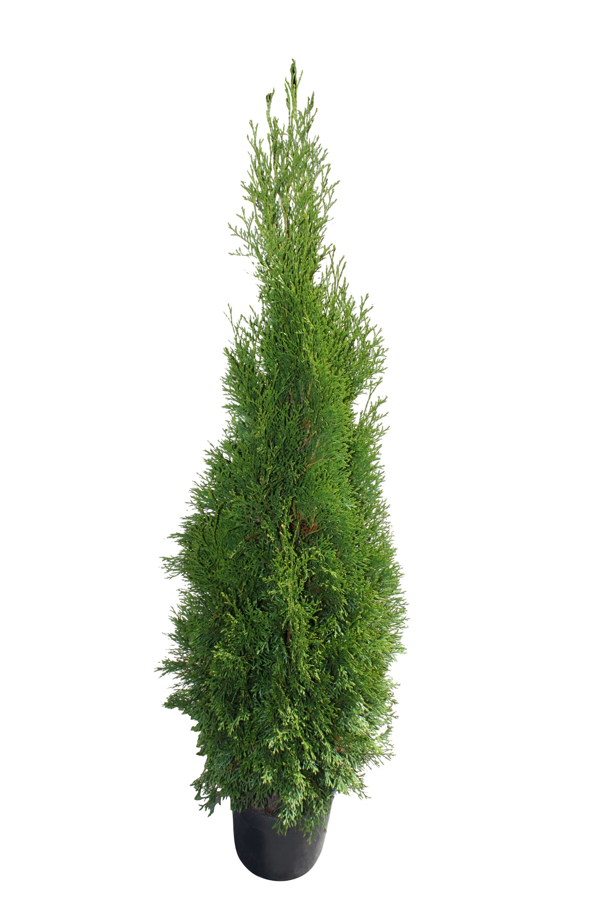Thuja Smaragd (Arbore conifer) in ghiveci de plastic, inaltime medie 120-140 cm