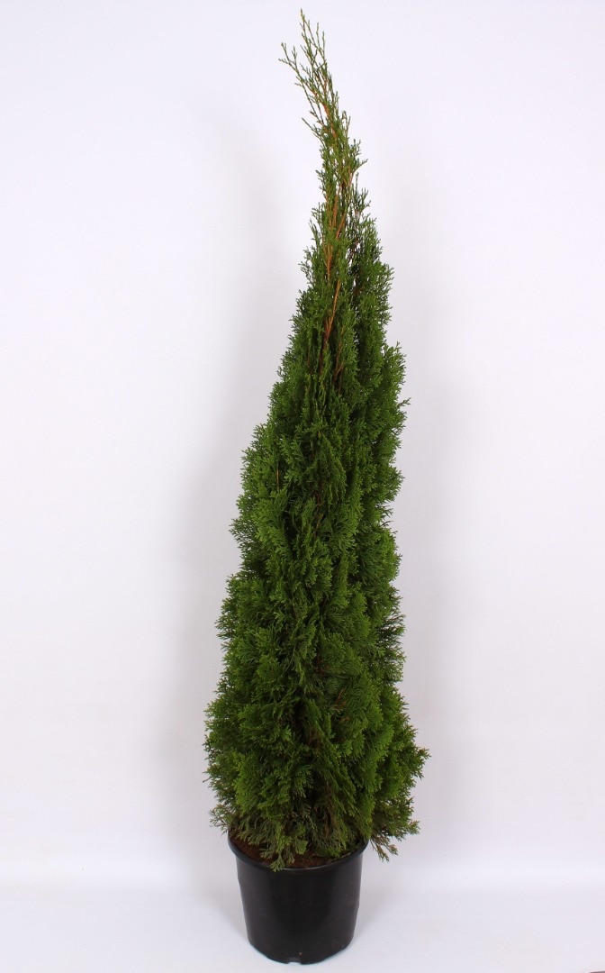 Thuja Smaragd (Arbore conifer) in ghiveci de plastic, inaltime medie 140-160 cm