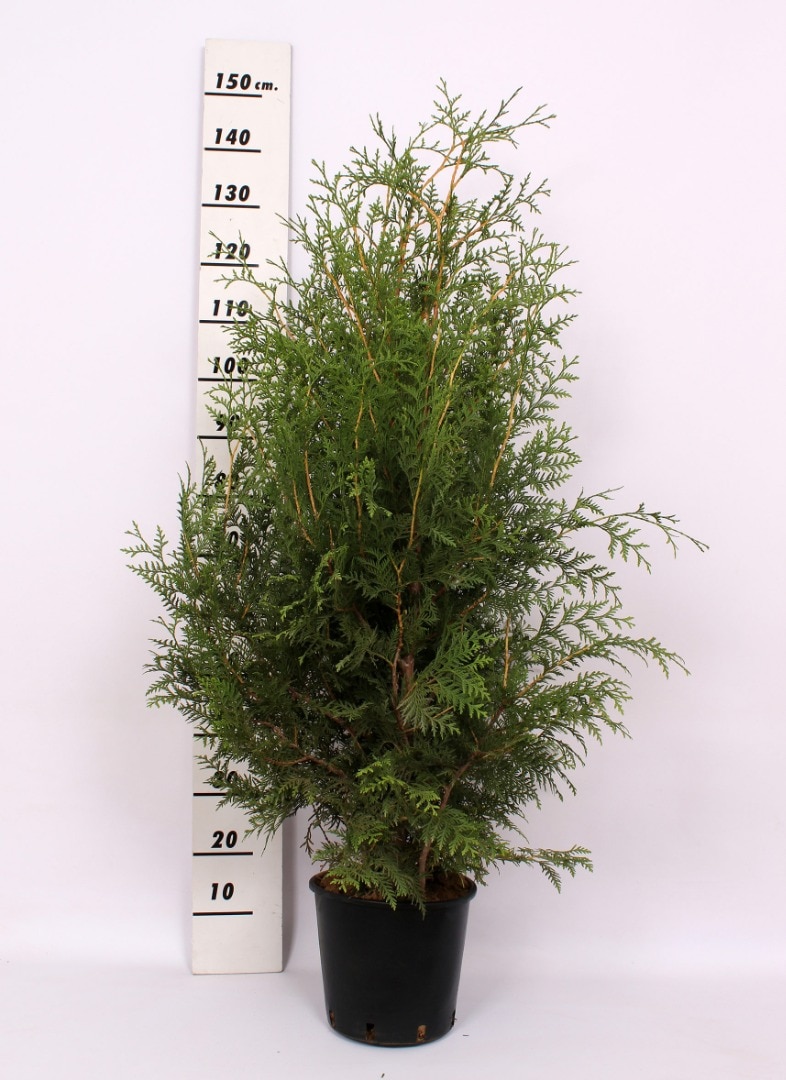 Thuja Occidentalis Brabant (Arbore conifer) in ghiveci de plastic, inaltime medie 100-120 cm