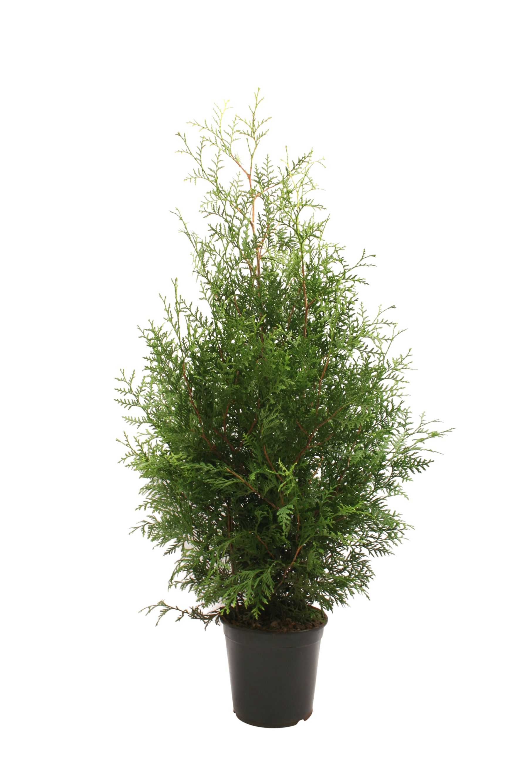 Thuja Occidentalis Brabant (Arbore conifer) in ghiveci de plastic, inaltime medie 100-120 cm