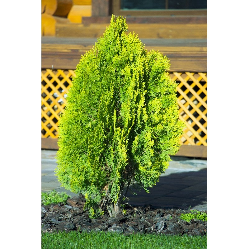 Thuja Occidentalis Brabant (Arbore conifer) in ghiveci de plastic, inaltime medie 100-120 cm
