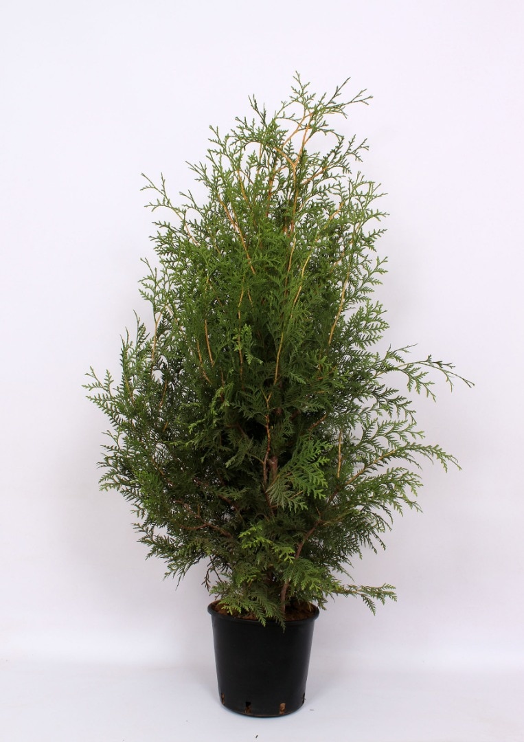 Thuja Occidentalis Brabant (Arbore conifer) in ghiveci de plastic, inaltime medie 100-120 cm