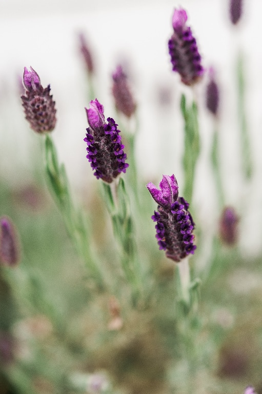 Lavanda, in ghiveci, 17 cm 