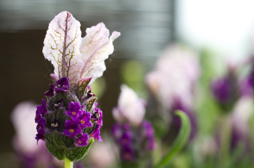 Lavanda, in ghiveci, 17 cm 