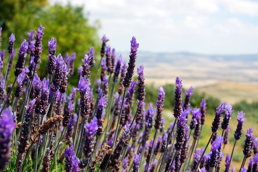 Lavanda, in ghiveci, 17 cm 
