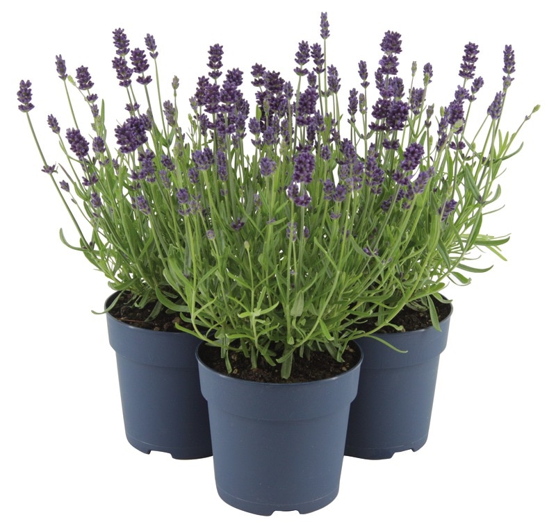 Lavanda, in ghiveci, 13 cm 