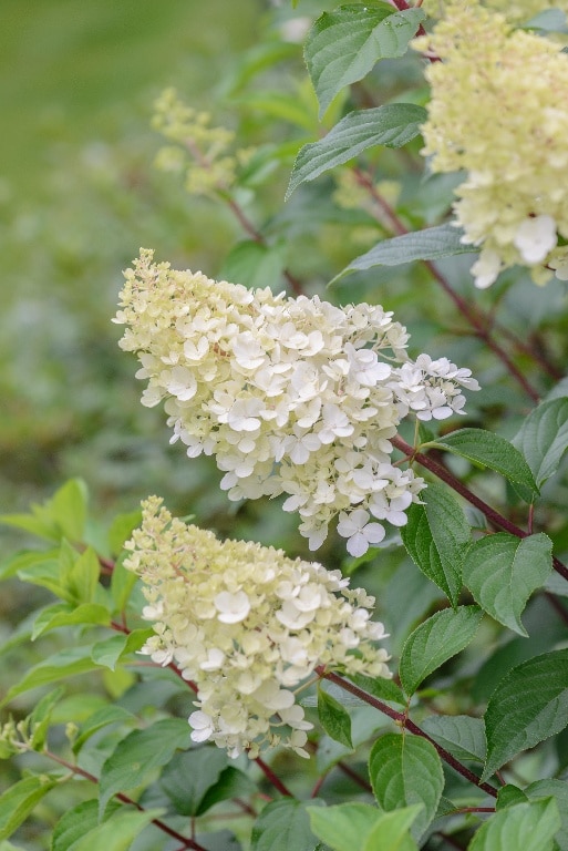 Hydrangea roz, hortensie in ghiveci, 15-45 cm 