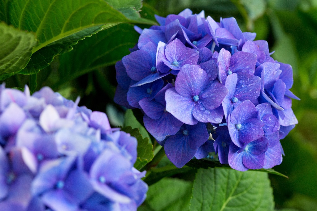 Hydrangea roz, hortensie in ghiveci, 15-45 cm 
