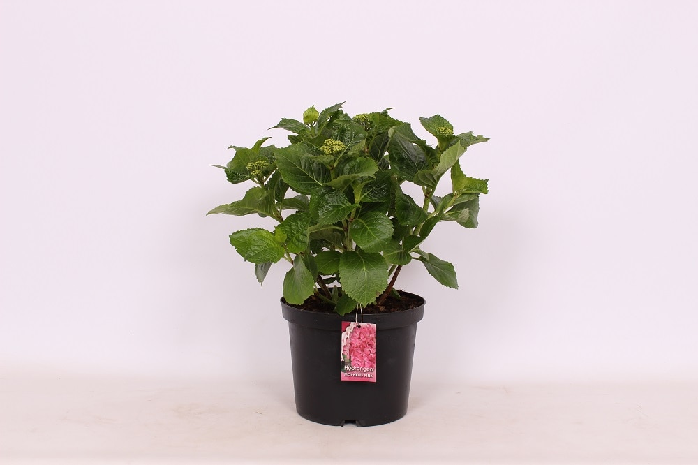 Hydrangea roz, hortensie in ghiveci, 15-45 cm 